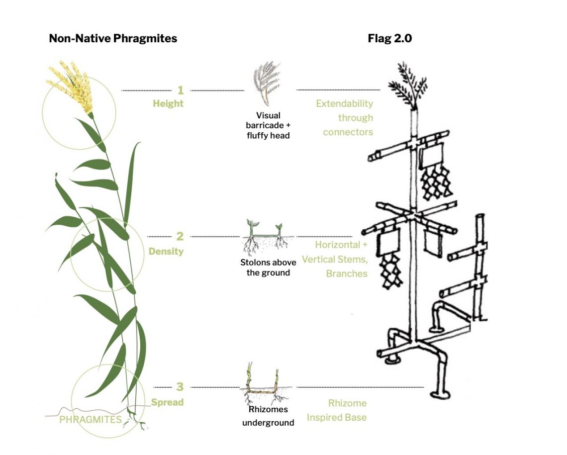 Diagram of phragmites and Flag Calumet kit