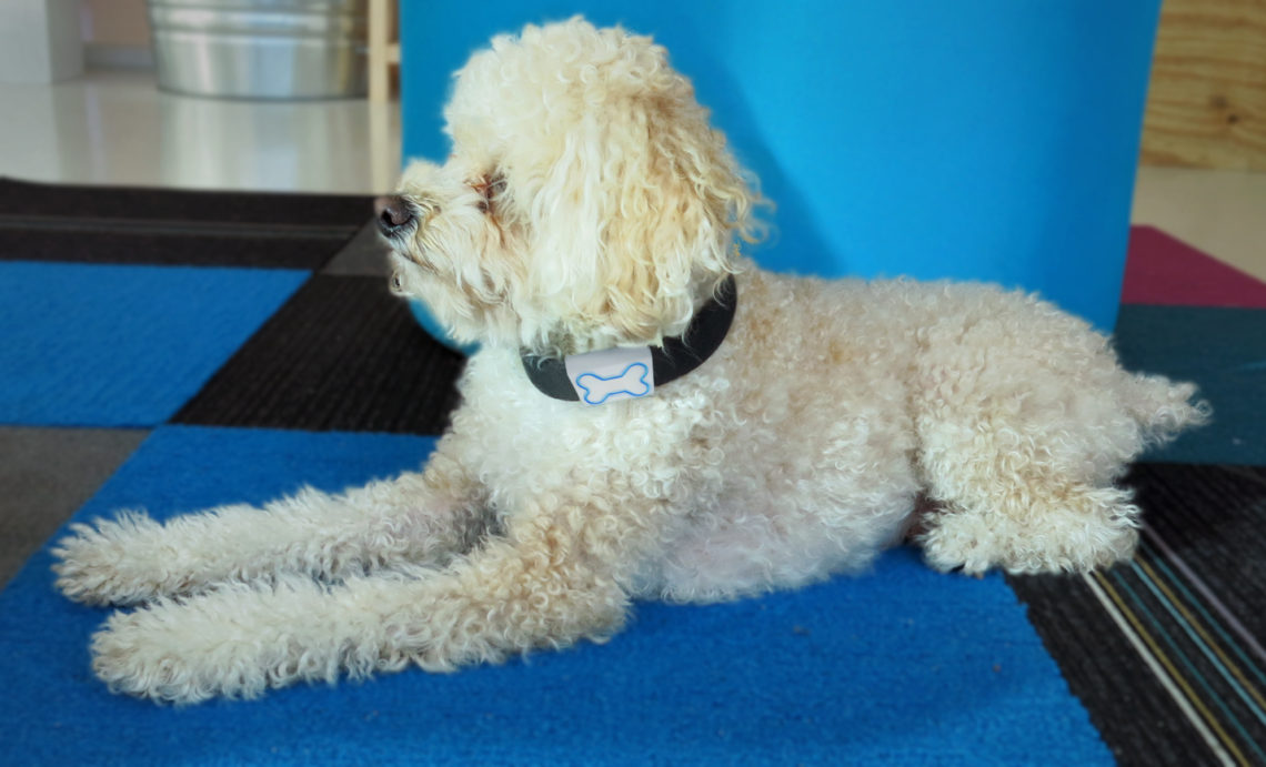 Dog modeling Pooch product