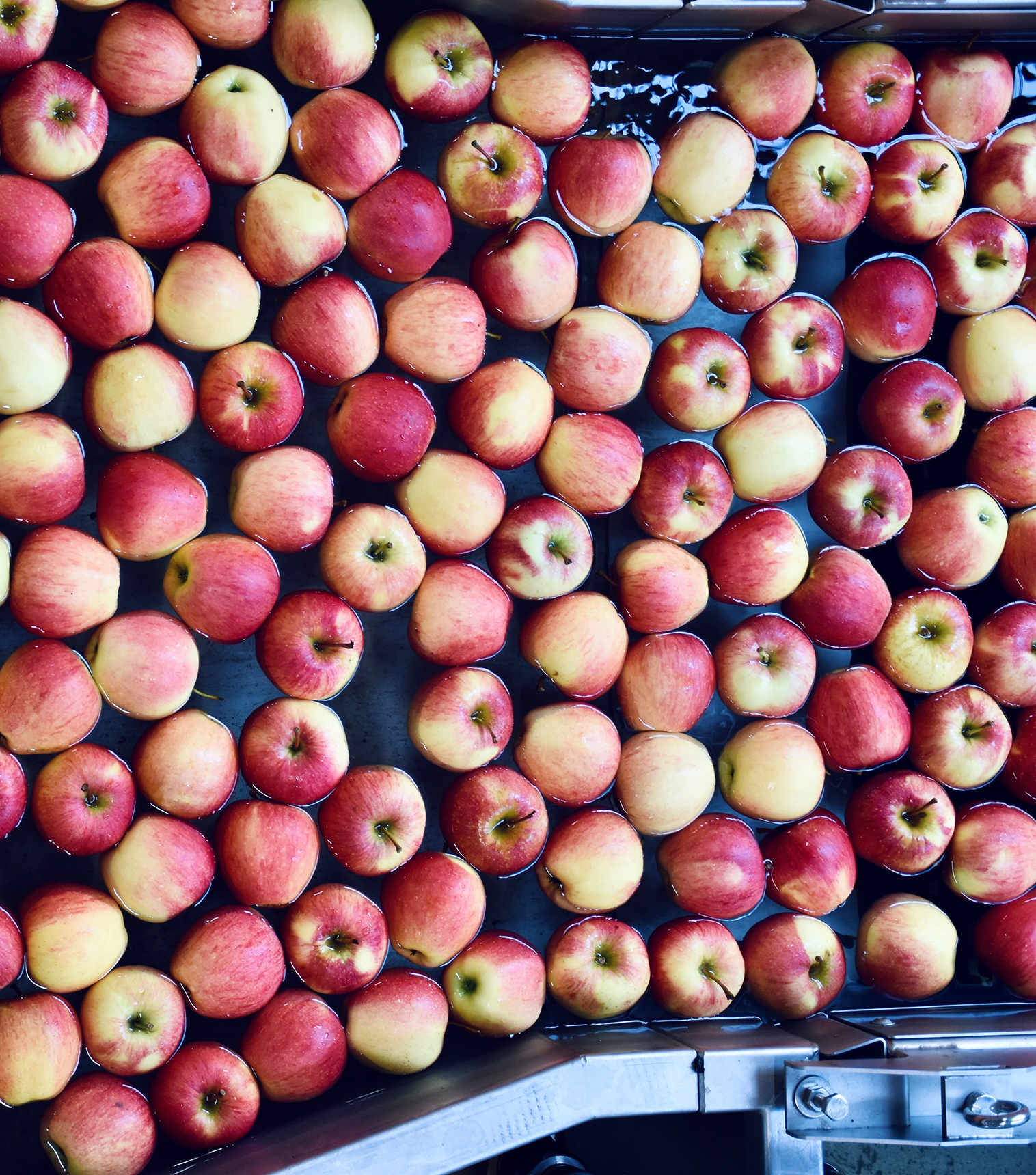 Apples on a conveyor belt