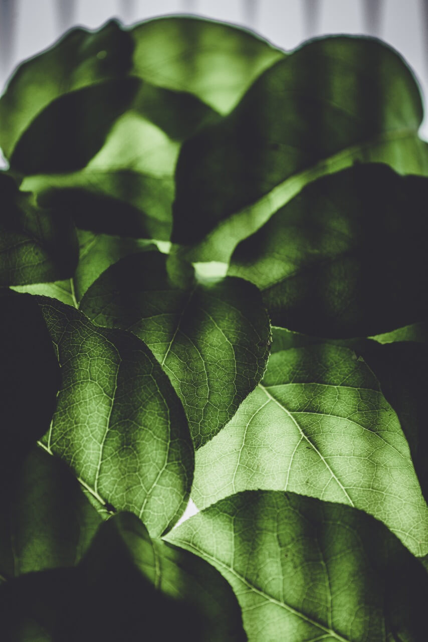 Green leaves with veins showing